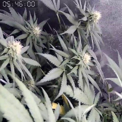 Critical Kush BarneysFarm growlog timeline photo