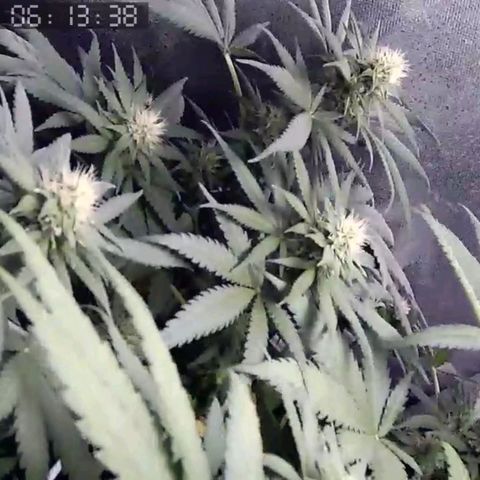 Critical Kush BarneysFarm growlog timeline photo