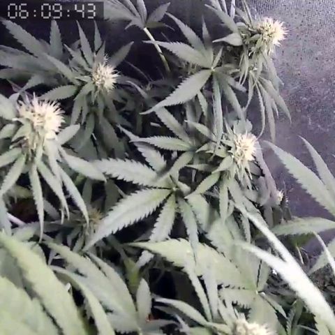 Critical Kush BarneysFarm growlog timeline photo