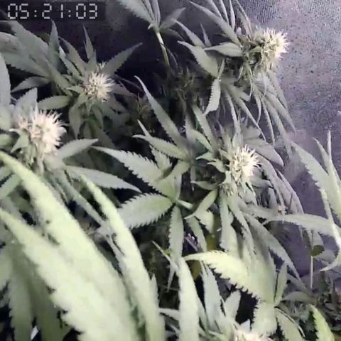 Critical Kush BarneysFarm growlog timeline photo