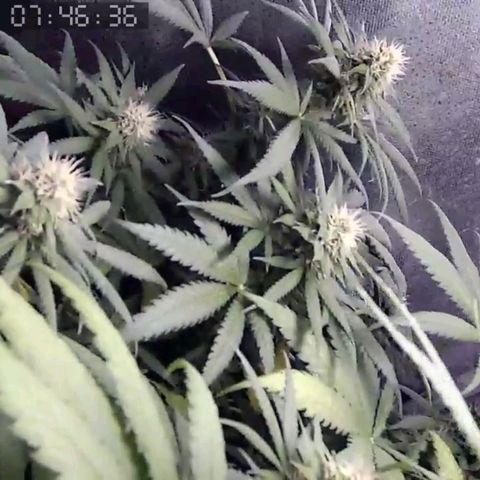 Critical Kush BarneysFarm growlog timeline photo