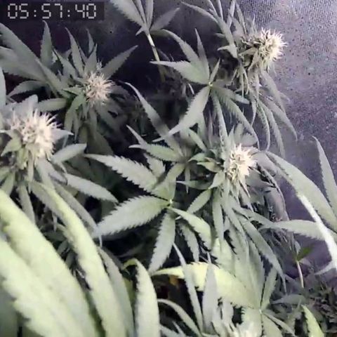 Critical Kush BarneysFarm growlog timeline photo