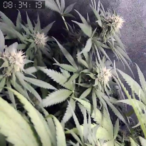 Critical Kush BarneysFarm growlog timeline photo