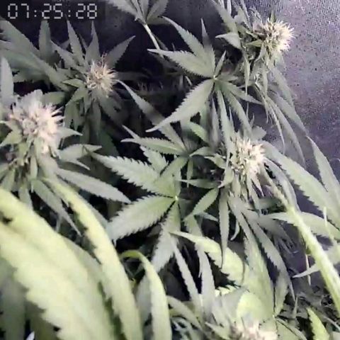 Critical Kush BarneysFarm growlog timeline photo