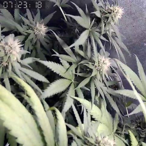 Critical Kush BarneysFarm growlog timeline photo