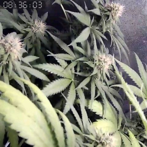 Critical Kush BarneysFarm growlog timeline photo