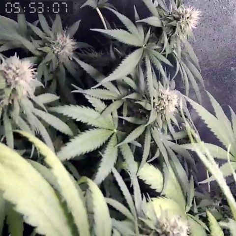Critical Kush BarneysFarm growlog timeline photo