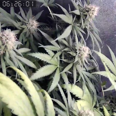 Critical Kush BarneysFarm growlog timeline photo