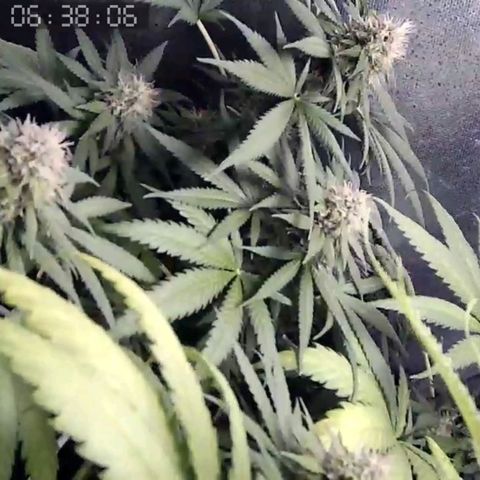 Critical Kush BarneysFarm growlog timeline photo