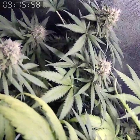 Critical Kush BarneysFarm growlog timeline photo