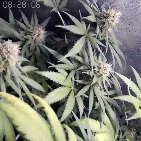 Critical Kush BarneysFarm growlog timeline photo