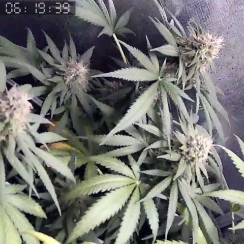 Critical Kush BarneysFarm growlog timeline photo