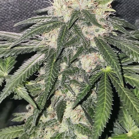 Critical Kush BarneysFarm growlog timeline photo