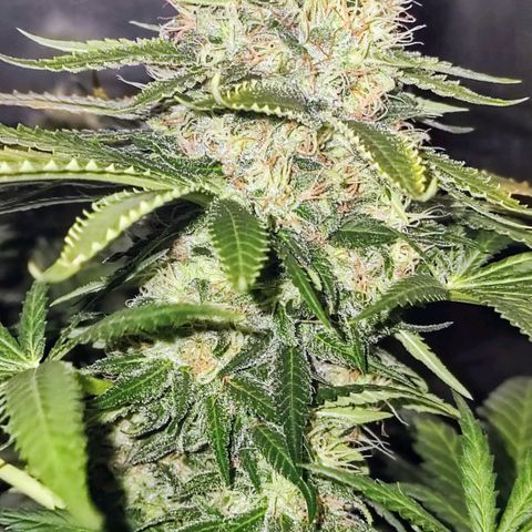 Critical Kush BarneysFarm growlog timeline photo