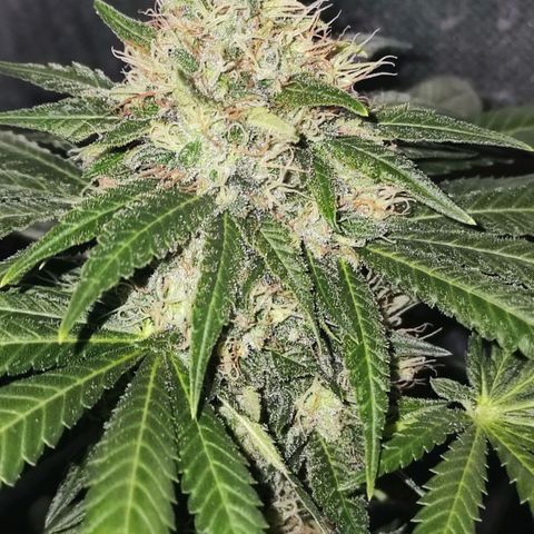 Critical Kush BarneysFarm growlog timeline photo