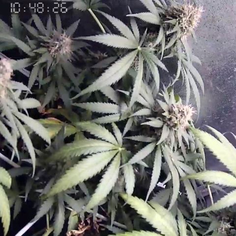 Critical Kush BarneysFarm growlog timeline photo