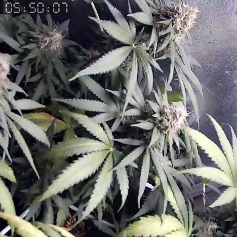 Critical Kush BarneysFarm growlog timeline photo