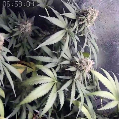 Critical Kush BarneysFarm growlog timeline photo