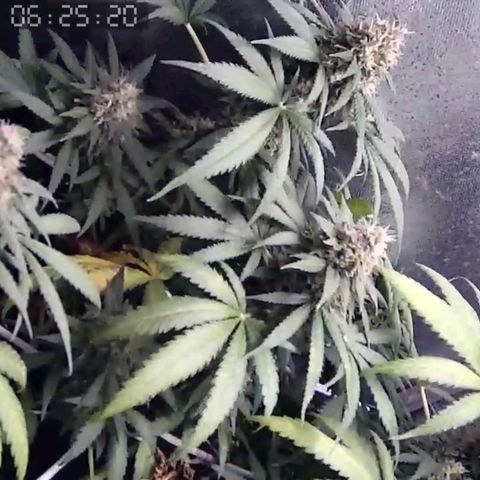 Critical Kush BarneysFarm growlog timeline photo