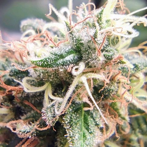 Critical Kush BarneysFarm growlog timeline photo