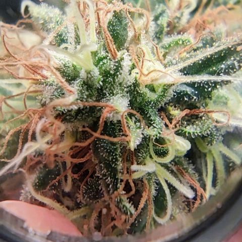 Critical Kush BarneysFarm growlog timeline photo