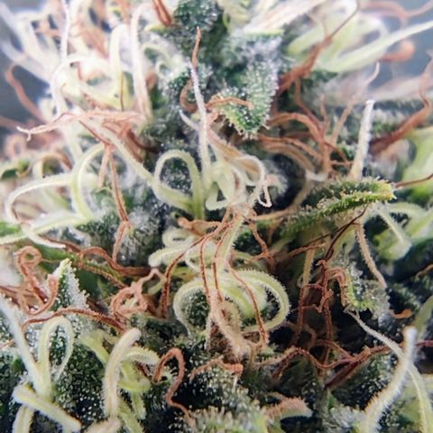 Critical Kush BarneysFarm growlog timeline photo