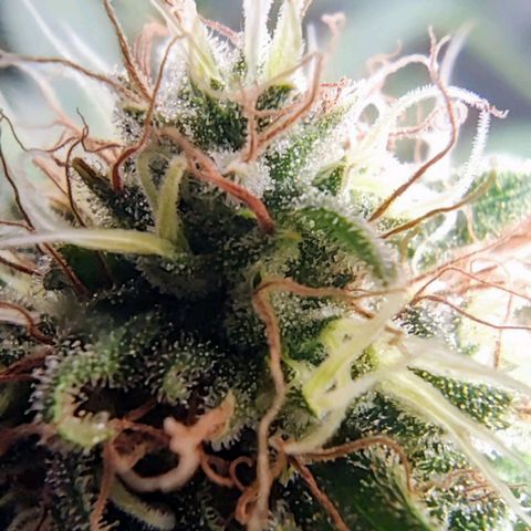 Critical Kush BarneysFarm growlog timeline photo