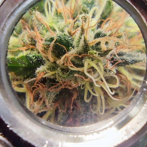 Critical Kush BarneysFarm growlog timeline photo