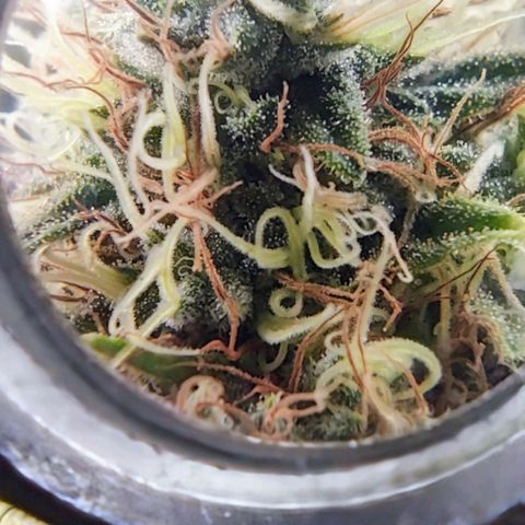 Critical Kush BarneysFarm growlog timeline photo