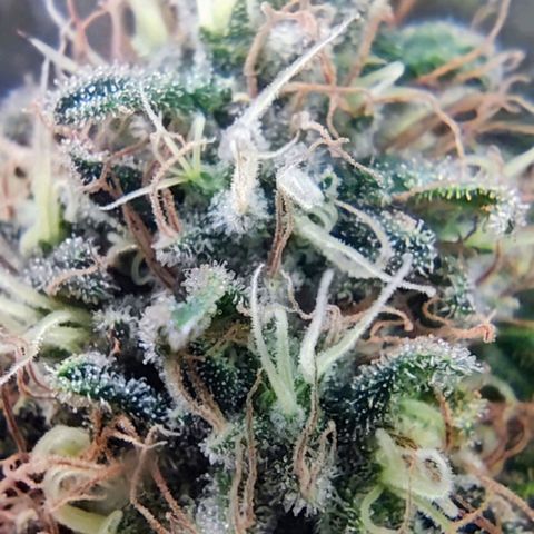 Critical Kush BarneysFarm growlog timeline photo