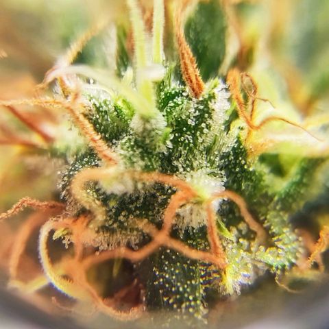 Critical Kush BarneysFarm growlog timeline photo