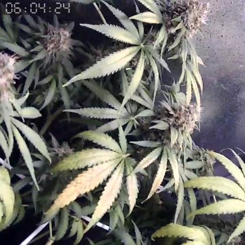 Critical Kush BarneysFarm growlog timeline photo