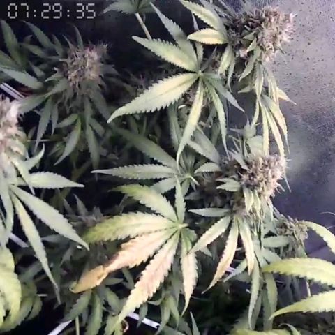 Critical Kush BarneysFarm growlog timeline photo
