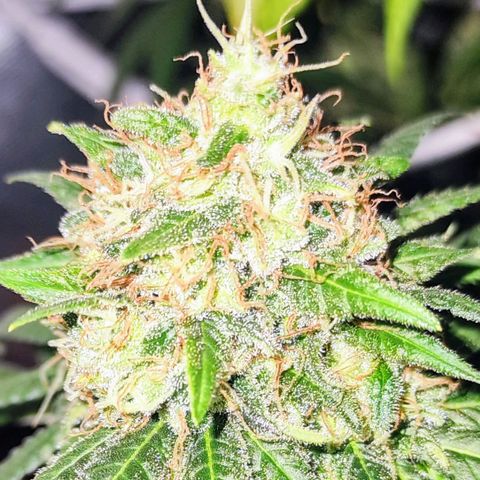 Critical Kush BarneysFarm growlog timeline photo