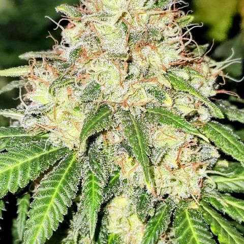 Critical Kush BarneysFarm growlog timeline photo