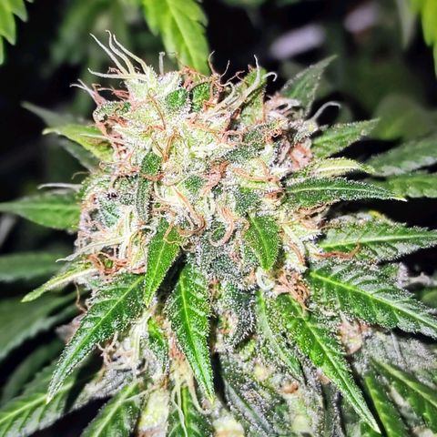 Critical Kush BarneysFarm growlog timeline photo