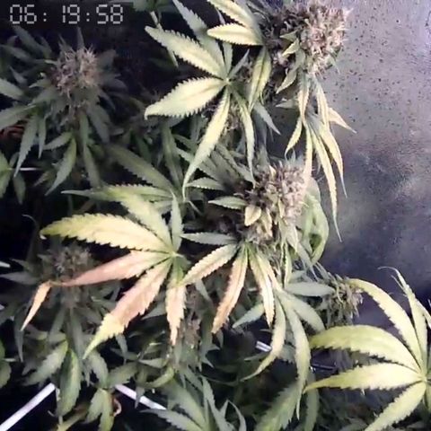 Critical Kush BarneysFarm growlog timeline photo
