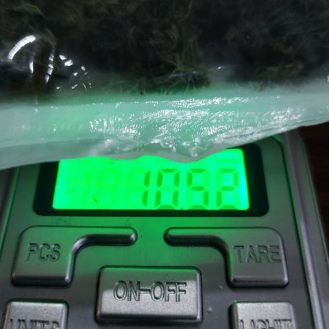 Critical Kush BarneysFarm growlog photo: 105,58g