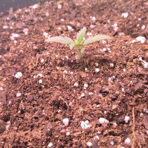 El Comandante growlog timeline photo