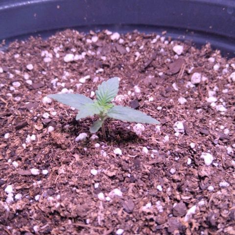 Anesia growlog timeline photo