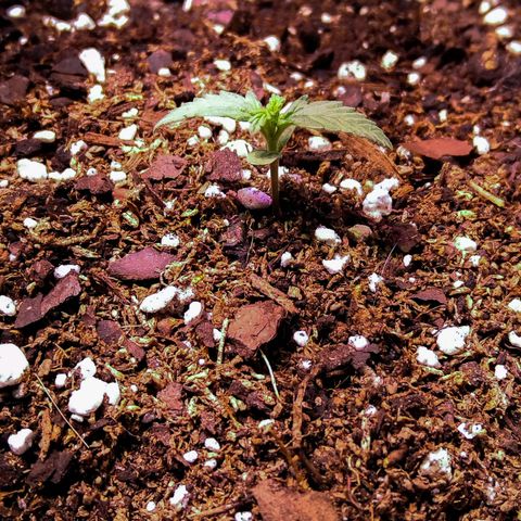 El Comandante growlog timeline photo