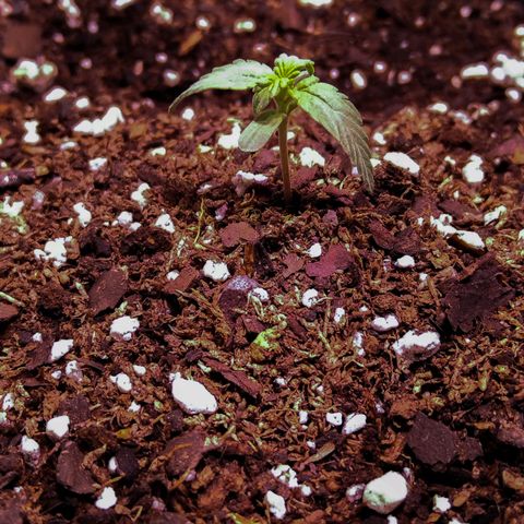 Anesia growlog timeline photo