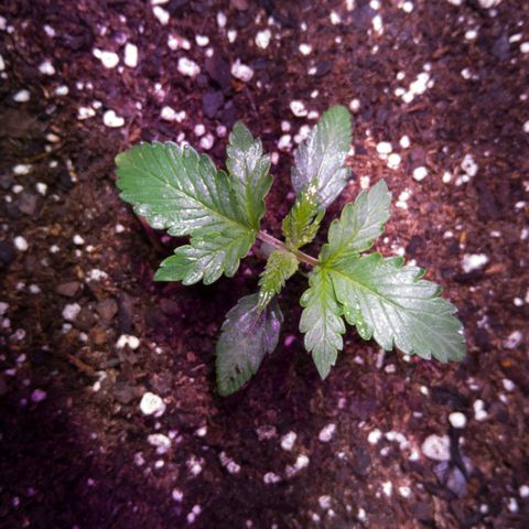 El Comandante growlog timeline photo