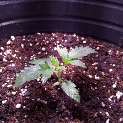 El Comandante growlog timeline photo