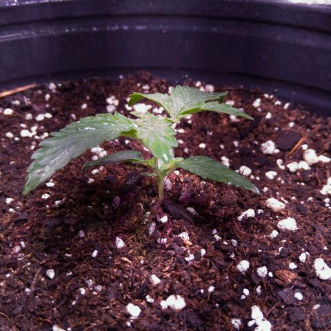 Anesia growlog timeline photo