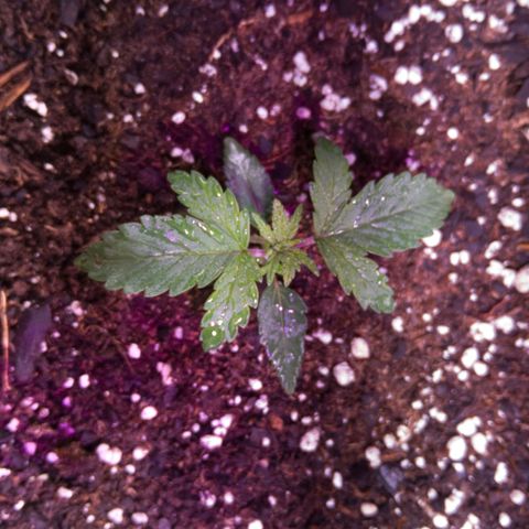 Anesia growlog timeline photo