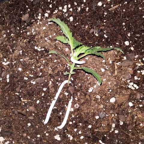 El Comandante growlog photo: Primer dia de LST