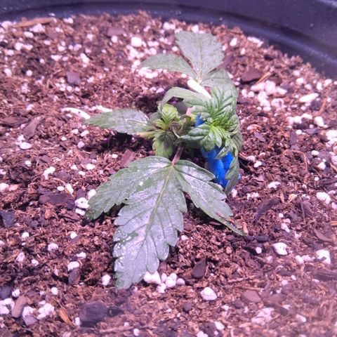 Anesia growlog timeline photo