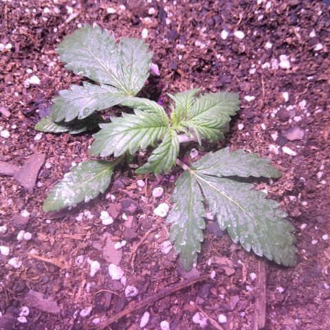 El Comandante growlog timeline photo