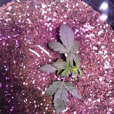 Anesia growlog timeline photo